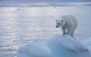 The “vanishing” of polar ice (and the polar bears) has become a poster-child for warmists. Photo: ALAMY