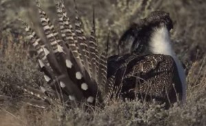 Gunnison sage grouse