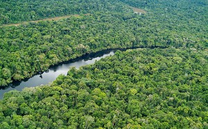 LAGO PRETO LAKE an oxbow lake in Lago Preto Conservation Concession Amazonian Rainforest Yavari Valley Loreto Peru