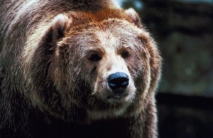 Wildlife agencies plan to restore grizzlies in Washington