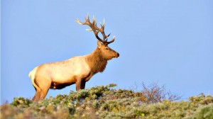 NPS Ecological Mismanagement at Point Reyes: By Design?